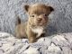 ChihuahuaLos cachorrosen venta en California City, CA, USA. Precio: $3,900