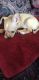 Chihuahua Puppies for sale in Sandusky, OH 44870, USA. price: $500