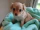 Chihuahua Puppies for sale in Lewes, DE 19958, USA. price: NA