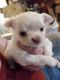 Chihuahua Puppies for sale in Church Hill, TN 37642, USA. price: $1,500