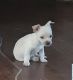 Chihuahua Puppies for sale in S Holley Rd, Holley, NY, USA. price: NA