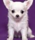 Chihuahua Puppies for sale in Glassboro, NJ 08028, USA. price: $800