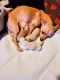 Chihuahua Puppies for sale in Ewing Township, NJ, USA. price: $500