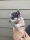 Chihuahua Puppies for sale in Falcon, CO 80831, USA. price: $1,800