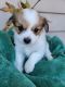 Chihuahua Puppies for sale in Blue Lake, CA, USA. price: $400