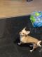 Chihuahua Puppies for sale in Jamaica, NY 11434, USA. price: $250
