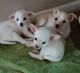 Chihuahua Puppies for sale in Norman, OK, USA. price: $250