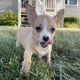 Chihuahua Puppies for sale in Montana City, MT, USA. price: NA