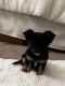 Chihuahua Puppies for sale in Longwood, FL 32779, USA. price: $650