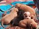Chihuahua Puppies for sale in Oconto, WI 54153, USA. price: $200