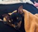 Chihuahua Puppies for sale in Hudson, MA 01749, USA. price: $500