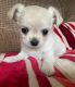 Chihuahua Puppies for sale in San Francisco, CA, USA. price: NA