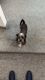 Chihuahua Puppies for sale in Kelso, WA, USA. price: $50