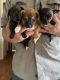 Chihuahua Puppies for sale in Wilmer, AL 36587, USA. price: NA