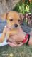 Chihuahua Puppies for sale in Manteca, CA, USA. price: $20