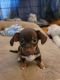 Chihuahua Puppies for sale in Marlow, OK 73055, USA. price: $500