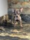 Chihuahua Puppies for sale in DeLand, FL, USA. price: $2,000