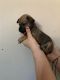 Chihuahua Puppies for sale in Barstow, CA, USA. price: $70
