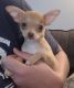Chihuahua Puppies for sale in Princeton, IN 47670, USA. price: $1,600