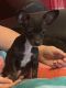 Chihuahua Puppies for sale in POTAWATAMI PK, IN 46360, USA. price: $850