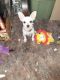 Chihuahua Puppies for sale in Twin Falls, ID, USA. price: $750