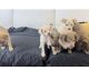 Chihuahua Puppies for sale in Cincinnati, OH, USA. price: $450