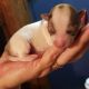 Chihuahua Puppies for sale in Mulga Rd, Wellston, OH 45692, USA. price: $600