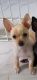 Chihuahua Puppies for sale in Sebring, FL 33876, USA. price: $500