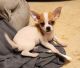 Chihuahua Puppies for sale in Springfield, OH, USA. price: $600