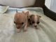 Chihuahua Puppies for sale in Benson, NC 27504, USA. price: $600