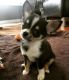 Chihuahua Puppies for sale in Los Angeles, CA, USA. price: $420