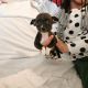 Chihuahua Puppies for sale in Reno, NV, USA. price: NA