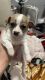 Chihuahua Puppies for sale in Kansas City, KS, USA. price: $250