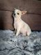 Chihuahua Puppies for sale in Hillsborough Township, NJ, USA. price: $2,000