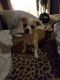 Chihuahua Puppies for sale in Lake City, FL, USA. price: $150