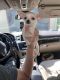 Chihuahua Puppies for sale in Kansas City, MO, USA. price: $800