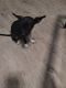 Chihuahua Puppies for sale in Cary, NC, USA. price: $400