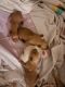 Chihuahua Puppies for sale in Lutz, FL, USA. price: $350