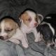 Chihuahua Puppies for sale in Haughton, LA 71037, USA. price: NA