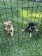 Chihuahua Puppies for sale in South Bend, IN, USA. price: $500