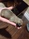Chihuahua Puppies for sale in Atlantic City, NJ, USA. price: $600