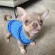 Chihuahua Puppies for sale in Corsicana Dr, Frisco, TX 75035, USA. price: $400