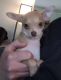 Chihuahua Puppies for sale in Princeton, IN 47670, USA. price: $1,000