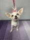 Chihuahua Puppies for sale in Buckeye, AZ 85326, USA. price: $300