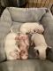Chihuahua Puppies for sale in Helotes, TX, USA. price: $450