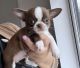 Chihuahua Puppies for sale in New Orleans, LA, USA. price: $500