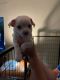 Chihuahua Puppies for sale in Flintville, TN 37335, USA. price: $1,300