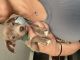Chihuahua Puppies for sale in Kissimmee, FL, USA. price: NA