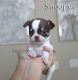 Chihuahua Puppies for sale in Las Vegas, NV, USA. price: $5,200
