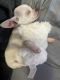 Chihuahua Puppies for sale in Hillsborough Township, NJ, USA. price: $2,200
